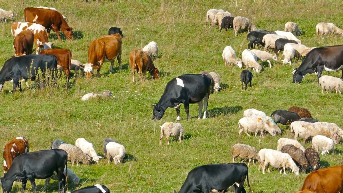В Кабардино-Балкарии производство мяса выросло на 8,7%