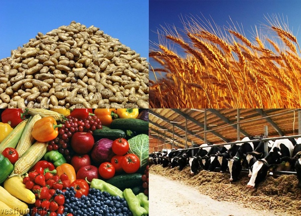 Индекс производства сельхозпродукции в Кабардино-Балкарии за 2024 год вырос на 6,6 процента         ​ 