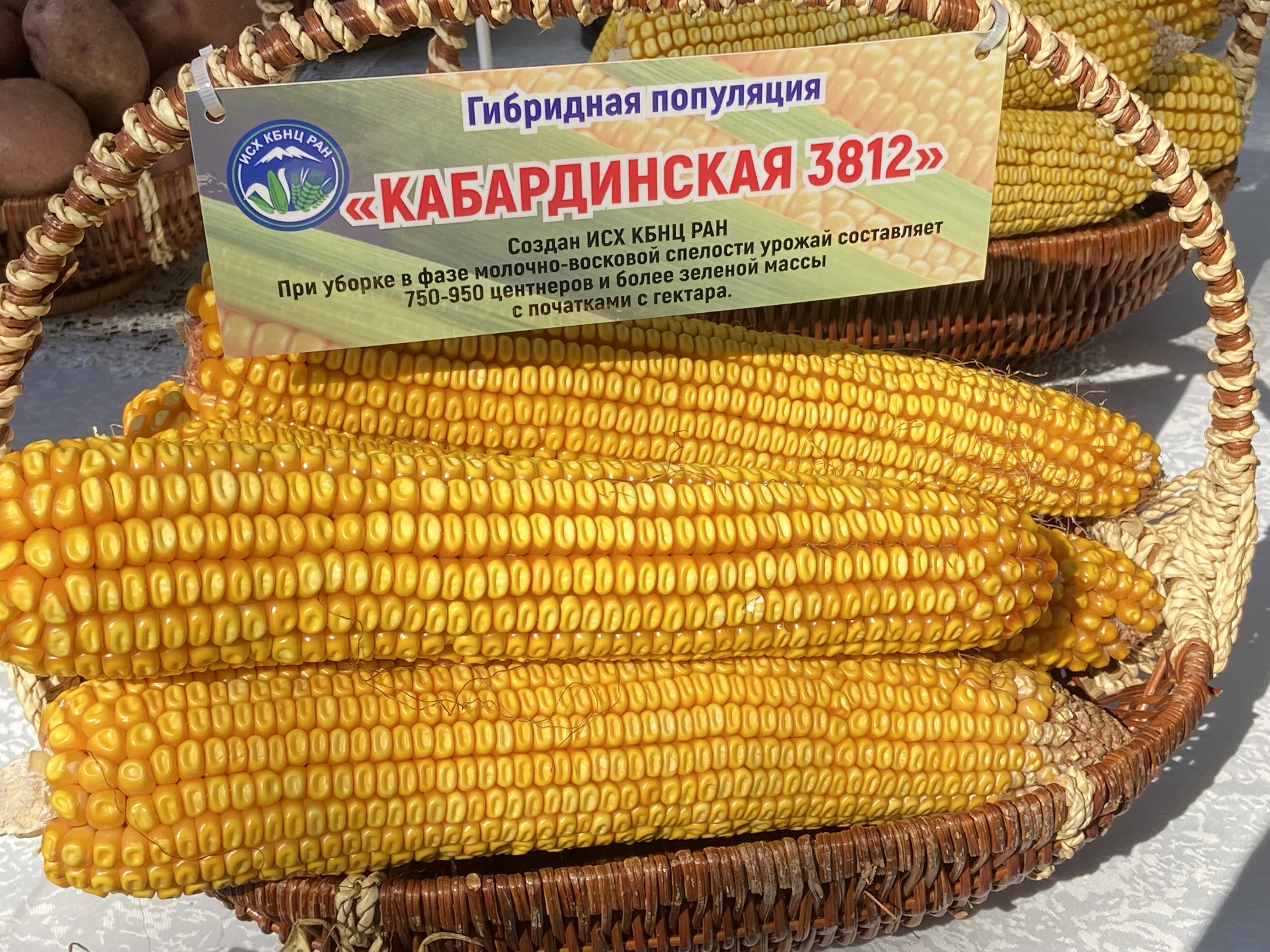 Семенная кукуруза из Кабардино-Балкарии отгружается в более 70 регионов России
