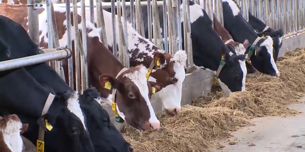 Объем продукции сельского хозяйства в Кабардино-Балкарии вырос на 6,6 процента